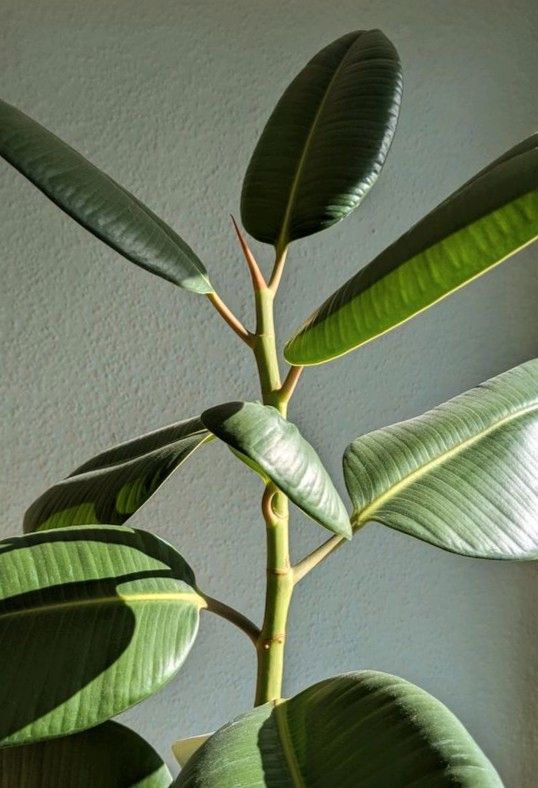 Ableger von Ficus elastica, Gummibaum, indischer Kautschukbaum in Karlsruhe