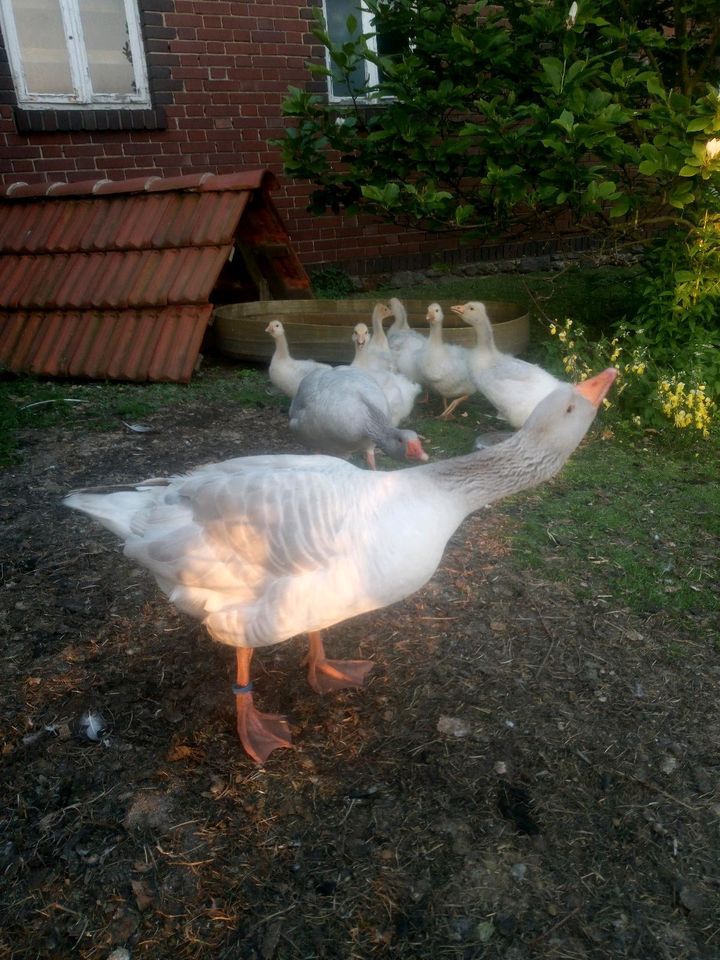 Gänse fränkische land gänse in Bohmte