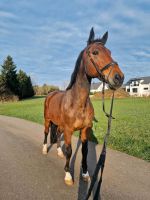 Sehr lieber Wallach als Beistellpferd in allerbeste Hände abzugeb Baden-Württemberg - Altensteig Vorschau