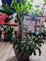 Madagaskar Palme mit Weihnachtskaktus als Begleitpflanze Hessen - Maintal Vorschau