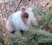 Zwergkaninchen, Löwenköpchen Sachsen - Döbeln Vorschau