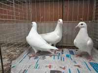 10 weiße junge Brieftauben Tauben Nordrhein-Westfalen - Geldern Vorschau
