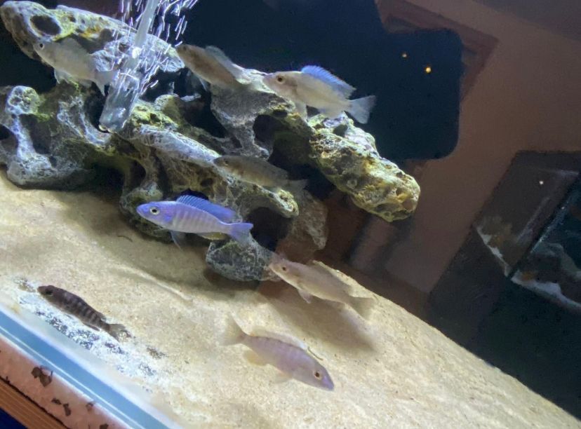 Sciaenochromis Fryerie Malawi Buntbarsche Malawis in Wörnitz