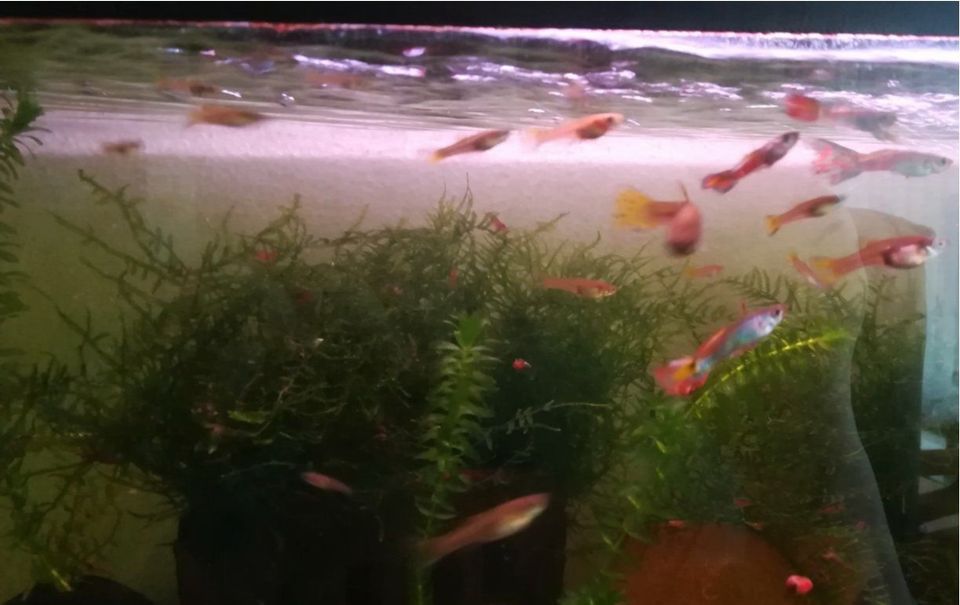 Guppy diverse Größen aus Nachsucht - verkaufe aus Platzgründen in Bremen