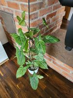 große Syngonium Batik ganze Pflanze 70cm Baden-Württemberg - Gomadingen Vorschau