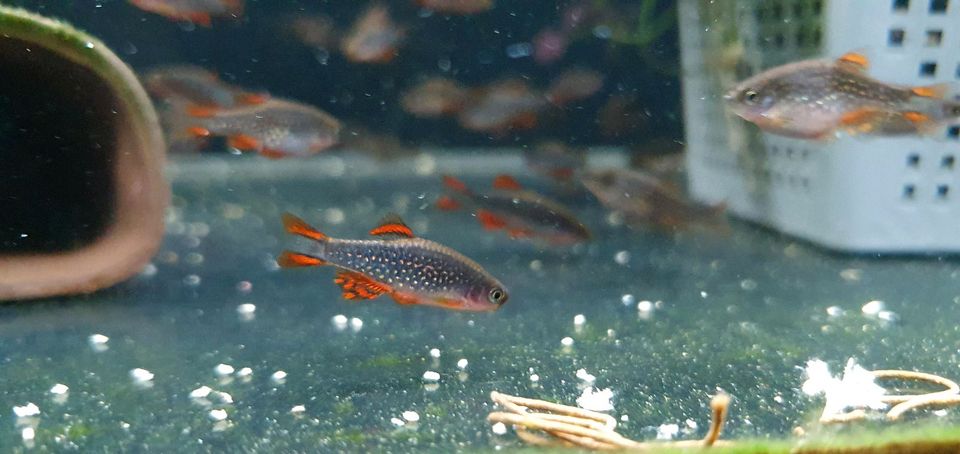 Perlhuhnbärbling - Danio margaritatus in München