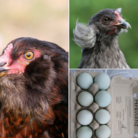 10 Bruteier, Araucana, Hühner, Grünleger Bayern - Büchlberg Vorschau