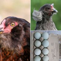 Bruteier, Araucana, Hühner, Grünleger Bayern - Büchlberg Vorschau