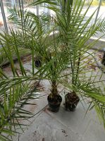 Phönixpalme Phoenix canariensis 70-100cm Nordrhein-Westfalen - Nordkirchen Vorschau