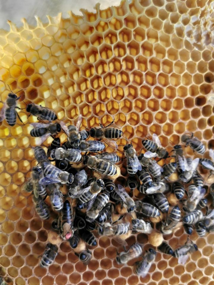 Bienenvölker auf DNM in Forchtenberg