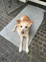 Lotte: Die tapfere Hundeomi mit besonderen Bedürfnissen Frankfurt am Main - Sachsenhausen Vorschau
