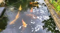 Koikarpfen Fische, Karpfen  ab 50 cm Düsseldorf - Bilk Vorschau