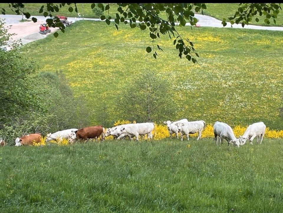 Bio Deckrinder in Pfalzgrafenweiler