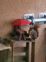 Futterstation für Eichhörnchen Hessen - Gelnhausen Vorschau