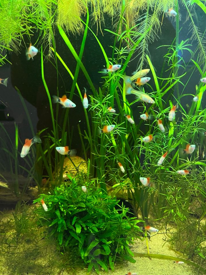 Mickey Mouse Platy Xiphophorus maculatus in Calw