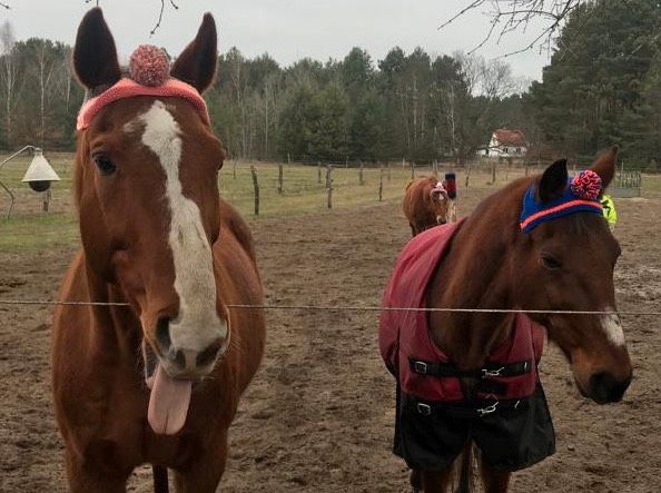 Pudelmütze Bommelmütze Strickmütze für Pferd & Pony in Bösleben-Wüllersleben