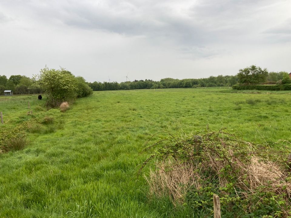 Sommerweide in Südbrookmerland