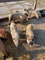 Mini Hängebauchschweine Niedersachsen - Wangerland Vorschau