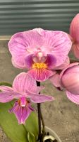 Orchideen Phalaenopsis pelorisch Baden-Württemberg - Neckarsulm Vorschau