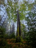 Suche Wald Waldgrundstück Pacht Sachsen - Freiberg Vorschau