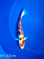 Koi Goromo 32cm H1-9 Nordrhein-Westfalen - Wadersloh Vorschau