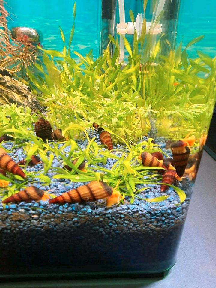 Tylomelania Orange Goldene Turmdeckelschnecke,Felsenschnecke in Nußloch