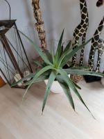 Große Aloe Vera Pflanzen Geschenk Nordrhein-Westfalen - Nettetal Vorschau