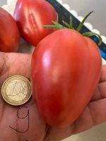 Tomaten Tropfen Form super feste alte Sorte Baden-Württemberg - Esslingen Vorschau