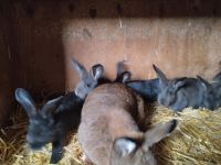 Wiener Kaninchen Nordrhein-Westfalen - Beverungen Vorschau