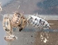 Assel Porcellio laevis "Panda" PandaAsseln Trichorhin Kellerassel Bayern - Schwabach Vorschau