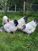 10 Bruteier von Sundheimer Hühner Nordfriesland - Bondelum Vorschau