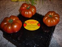 Tomatenpflanzen Schleswig-Holstein - Kisdorf Vorschau