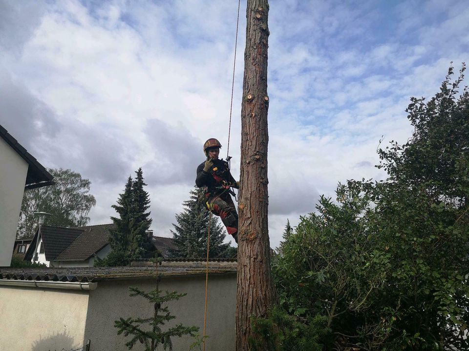 Baumfällung, Wurzelstock fräsen, Flächenrodung in Oberursel (Taunus)