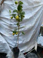 Zitronen Jungpflanze mit Früchten ca. 100cm Bayern - Wörth a. Main Vorschau