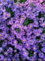 Pflanze: Aster mit lila Blüten Baden-Württemberg - Heidelberg Vorschau