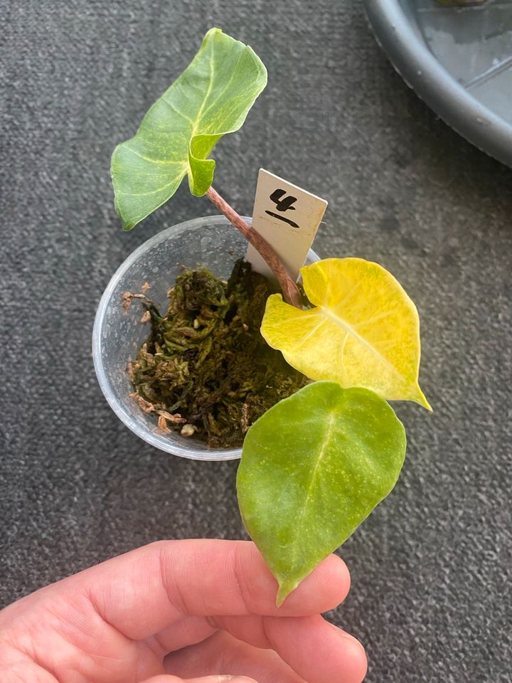 Alocasia New Guinea Gold yellow variegata aurea in Berlin