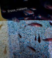 Malawi Barsche Fische Aulonocara Red Rubin Jungtiere Hessen - Dreieich Vorschau