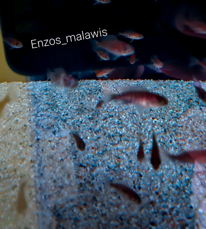 Malawi Barsche Fische Aulonocara Red Rubin Jungtiere in Dreieich