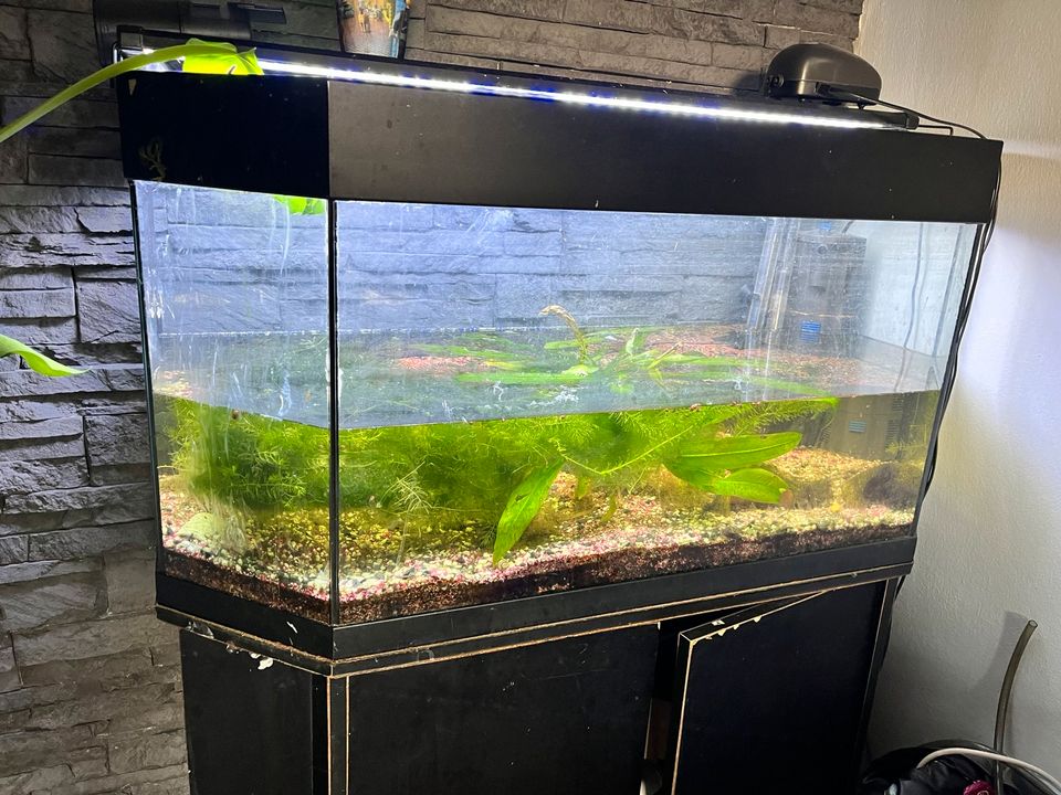 Aquarium 200L in Baumholder