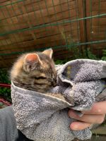 Kitte (kleine Katze) zugelaufen / gefunden Nordrhein-Westfalen - Soest Vorschau