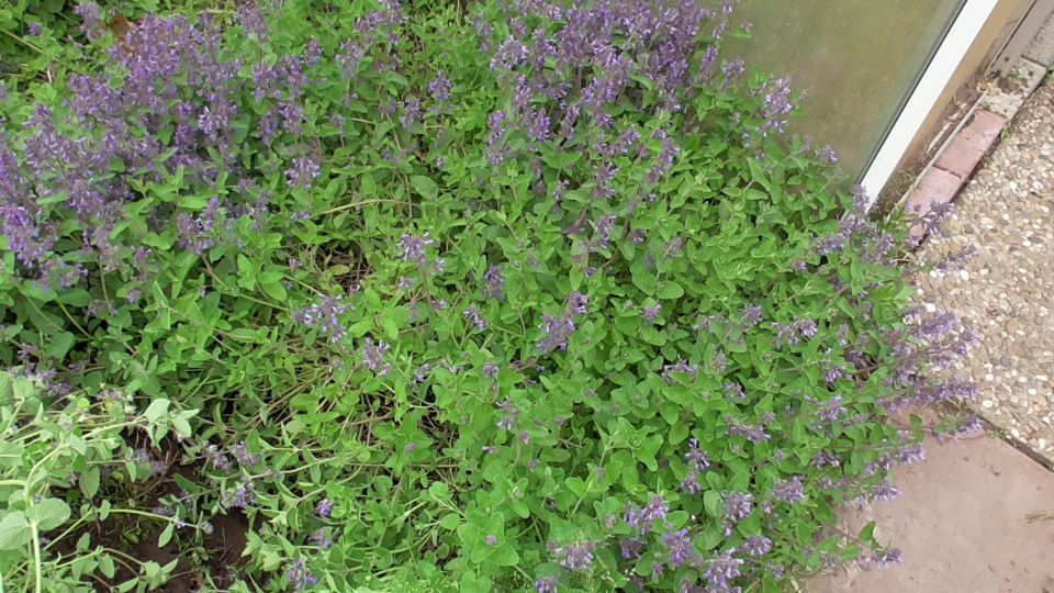 Katzenminze blüehnde ausgewachsene Pflanzen ca 50 cm hoch in Kleinheubach