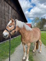 Zwei Haflinger zur Verfügung Niedersachsen - Schneverdingen Vorschau