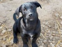 Freundlicher Casper ❤️ sucht sein eigenes Zuhause Niedersachsen - Buchholz (Aller) Vorschau