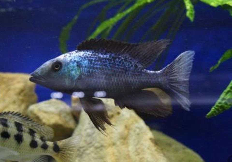 Malawi Räuber, Venustus Fusco Christyi Compressiceps Buccochromis in Dorsten