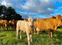 Rindfleisch, Weide-/Mutterkuhhaltung Hessen - Bad König Vorschau