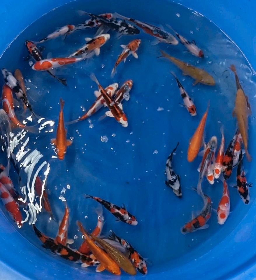 Koi von Yagenji tosai (1 jährig) in Strahwalde