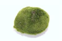 15 % Rabatt auf, Moosball Chladoflora 5-7 CM Nordrhein-Westfalen - Straelen Vorschau