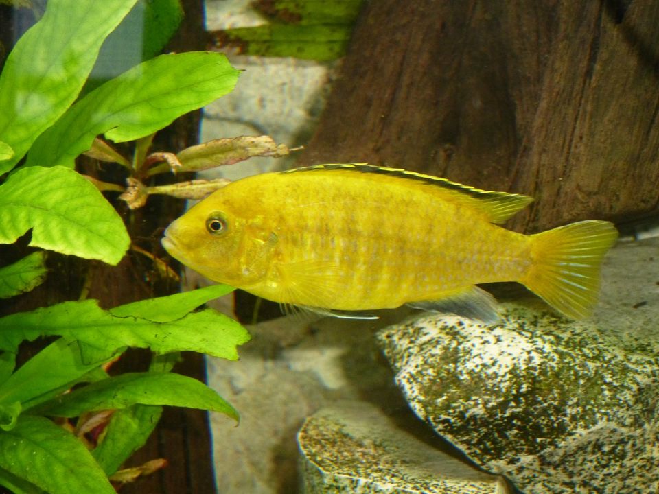 Labidochromis Yellow in Steinhagen