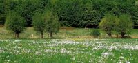 Suche Wiese/Wald, ca. 500m² oder größer Bayern - Breitengüßbach Vorschau