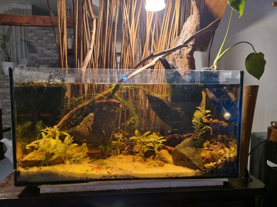 Aquarium, aquascaping Fische salmler Welse in Bohmte